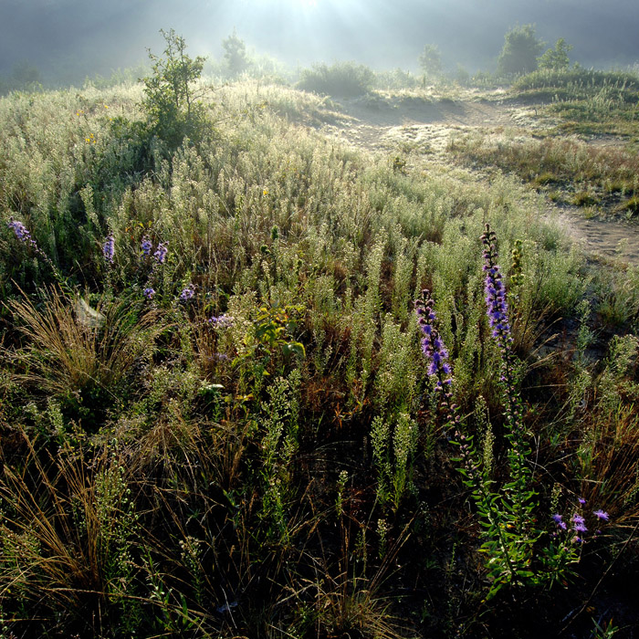 oo-girdham-rd-dunes-plus-rough-blazing-star-13jpg