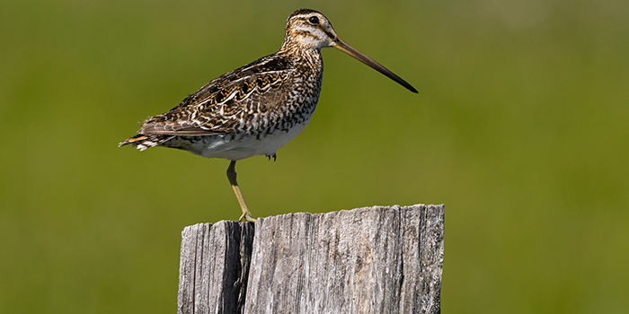 wilsons-snipe-stock-photo-700x350jpg