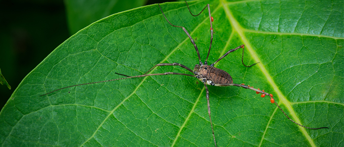 daddy-long-legs-w-red-parasite-shutterstock_1271048314-700x300jpg
