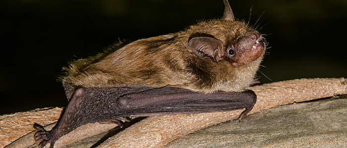 bat-700x300jpg