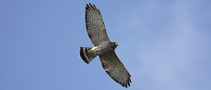 broad-wing-hawk-dreamstime_xxl_24863248-700x300jpg