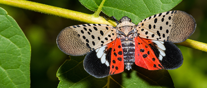 spotted-lantern-fly-700x300jpg