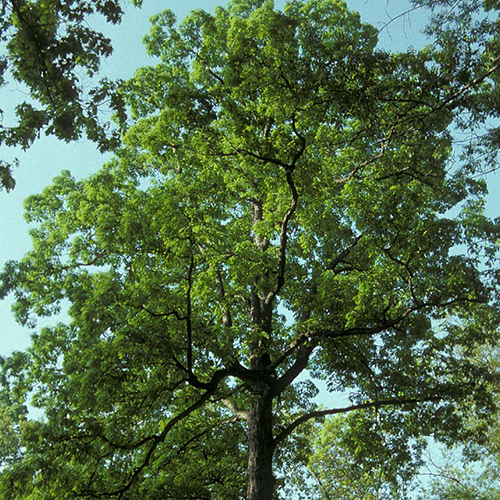 burr-oak-at-ottawa-park-rj-2-500x500jpg