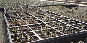 Blue Creek Native Nursery