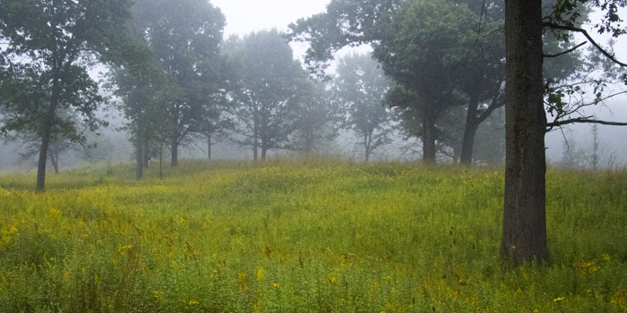 oak-savanna-w-wildfloer-undesory-goldenrodplusconeflowerjpg