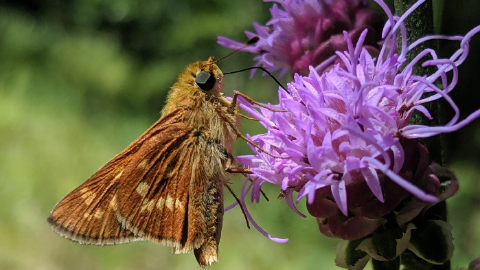 leonards-skipper-blog-post-090919-700x350jpg
