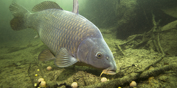 carp-king-blog-post-graphicjpg