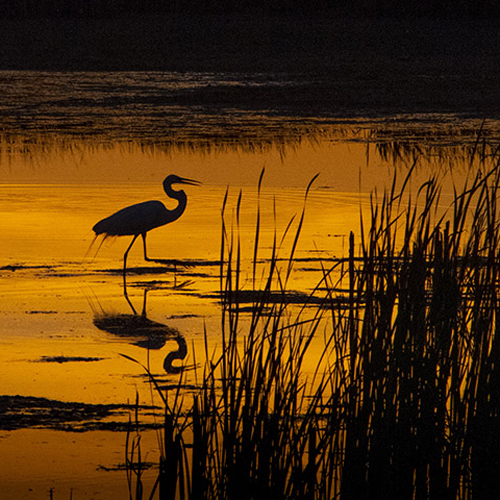 egret-great-silhouette-in-sunset-howard-marsh-weber-6-3-2020-640x480-pxjpg